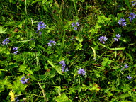 Polygala vulgaris