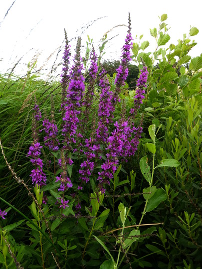 Lythrum salicaria