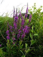 Lythrum salicaria