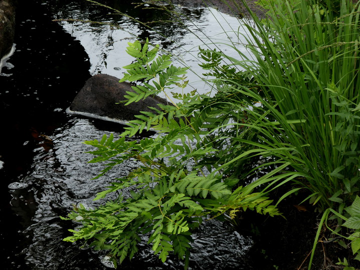 Osmunda regalis