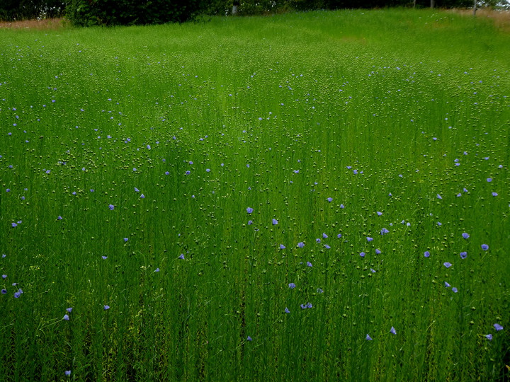 Linum usitatissimum