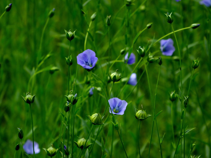 Linum usitatissimum