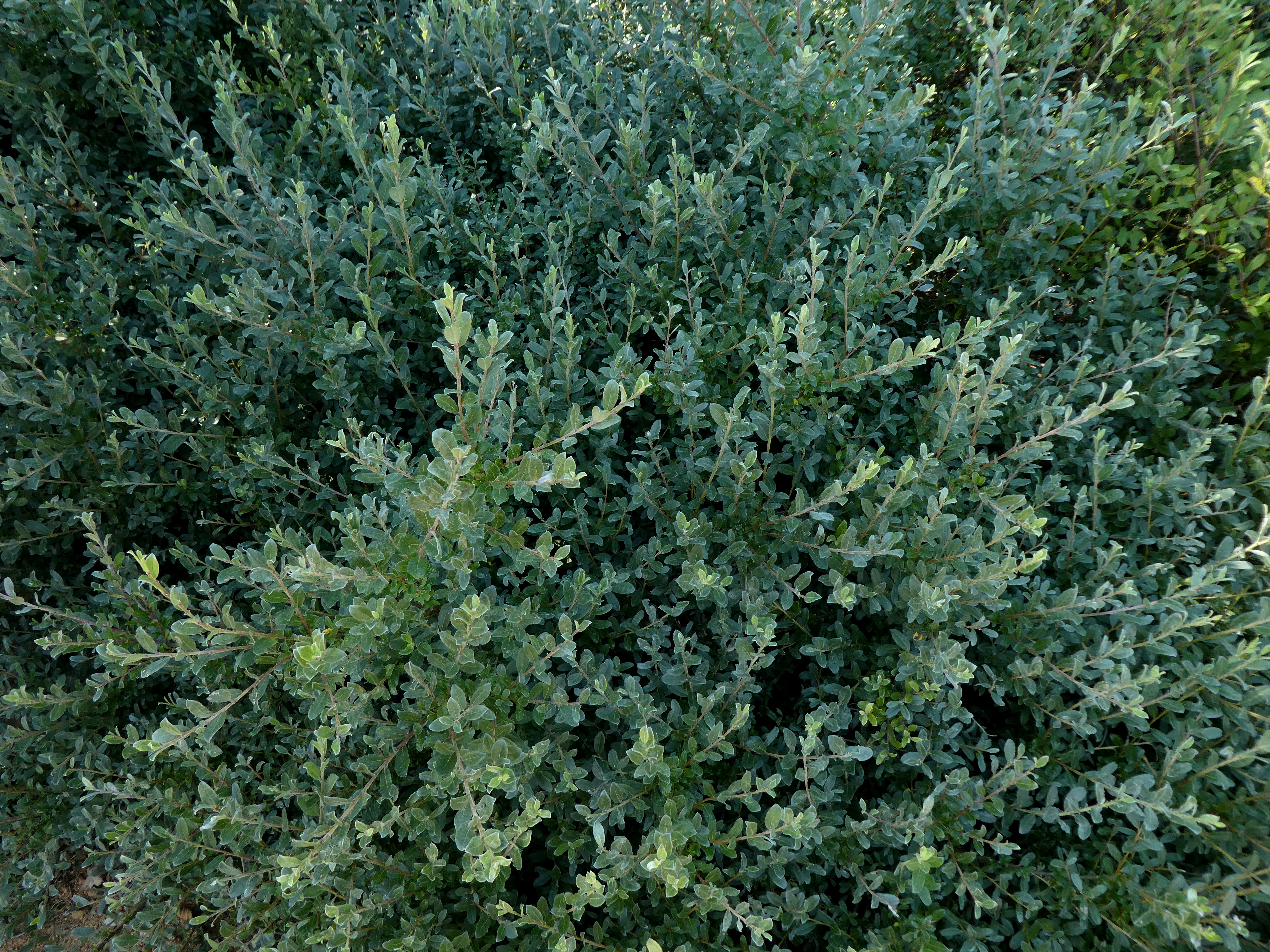 Salix repens ssp. argentea