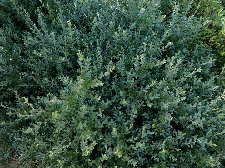 Salix repens ssp. argentea