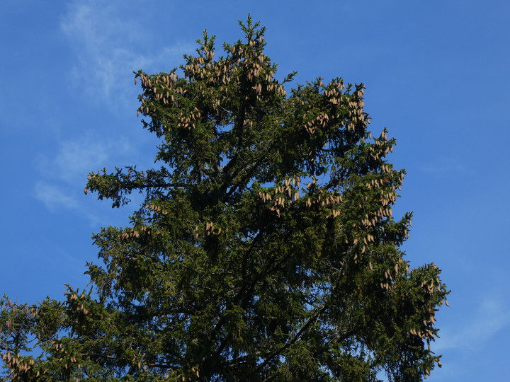 Picea abies