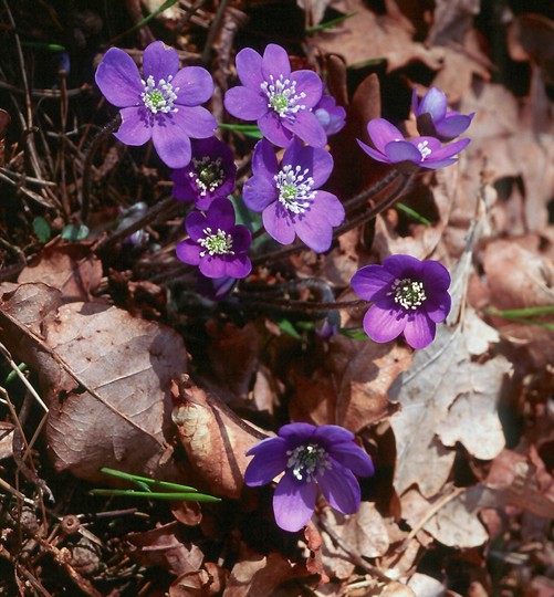 Hepatica nobilis