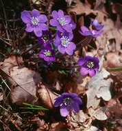 Hepatica nobilis