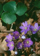 Hepatica nobilis