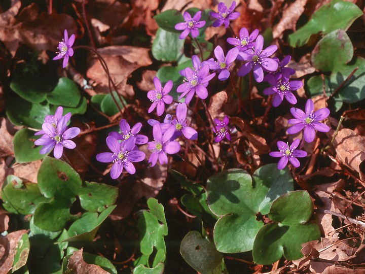 Hepatica nobilis