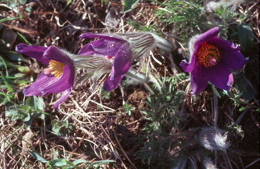 Pulsatilla vulgaris