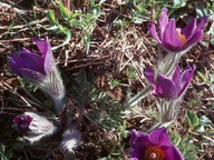 Pulsatilla vulgaris