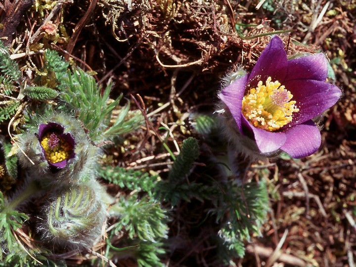 Pulsatilla vulgaris