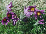 Pulsatilla vulgaris