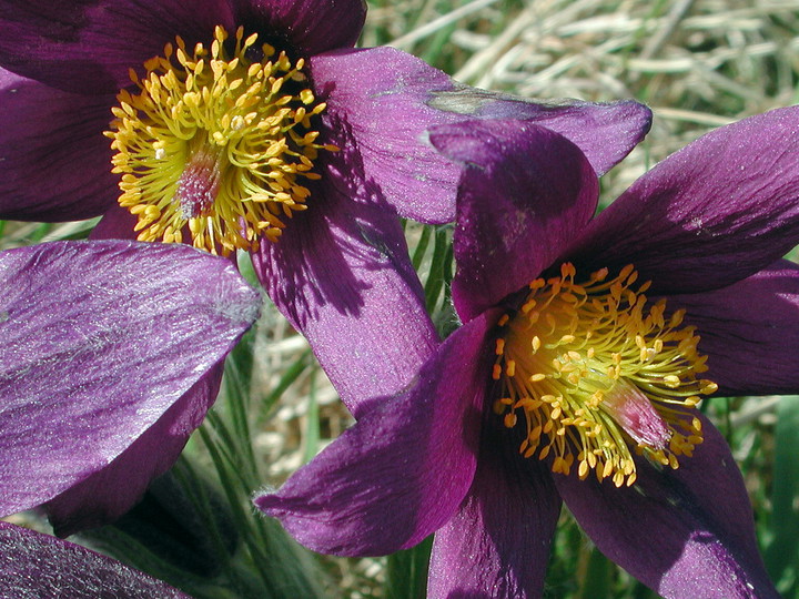 Pulsatilla vulgaris