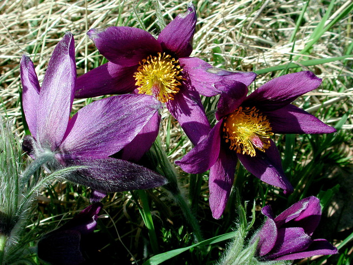 Pulsatilla vulgaris