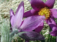 Pulsatilla vulgaris