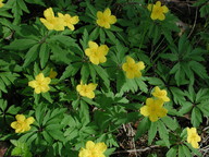 Anemone ranunculoides