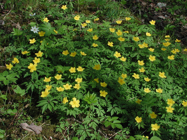 Anemone ranunculoides