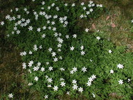 Anemone nemorosa