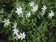 Anemone nemorosa