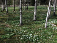 Anemone nemorosa