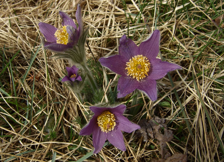 Pulsatilla vulgaris