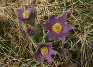 Pulsatilla vulgaris