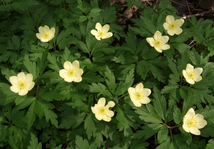 Anemone nemorosa x ranunculoides