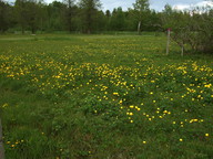 Trollius europaeus