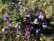 Pulsatilla vulgaris