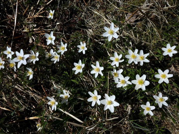 Anemone nemorosa