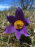 Pulsatilla vulgaris