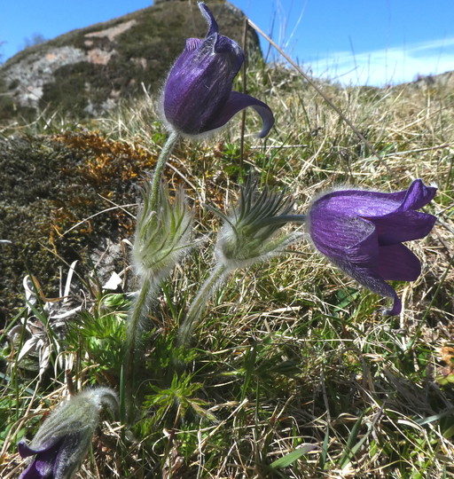 Pulsatilla vulgaris