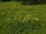 Trollius europaeus