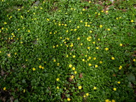 Ranunculus ficaria