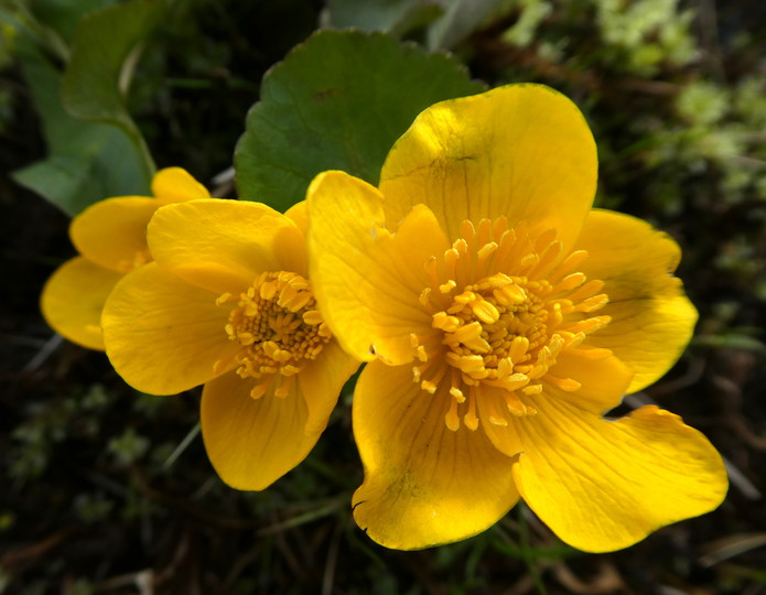 Caltha palustris