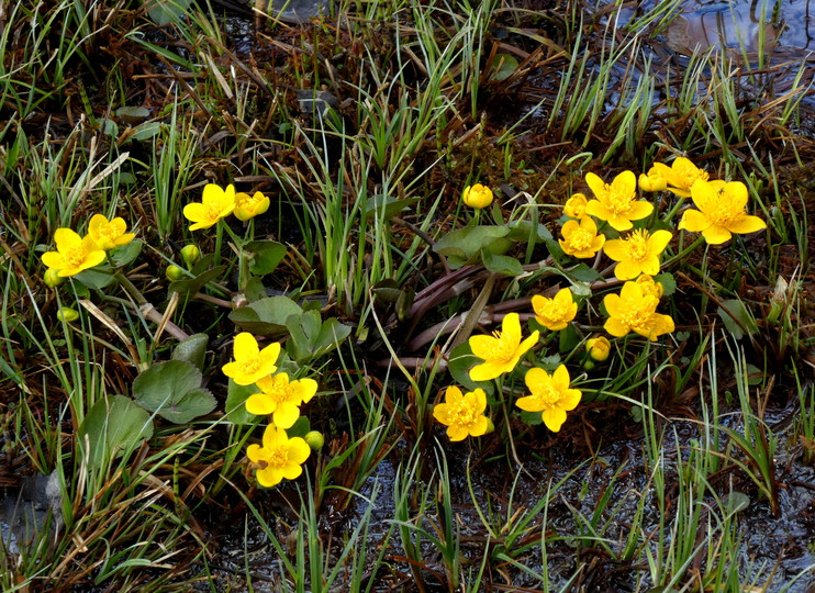 Caltha palustris