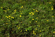 Caltha palustris