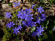 Hepatica nobilis