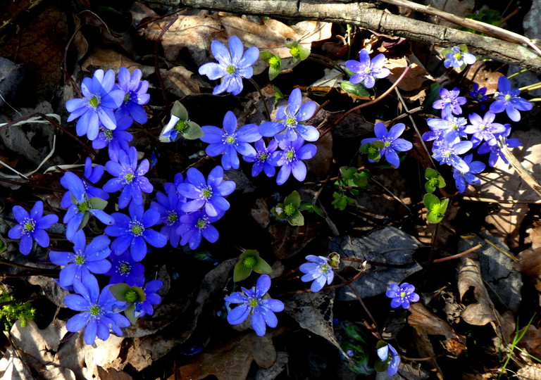 Hepatica nobilis