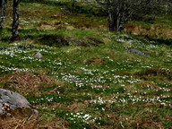 Anemone nemorosa