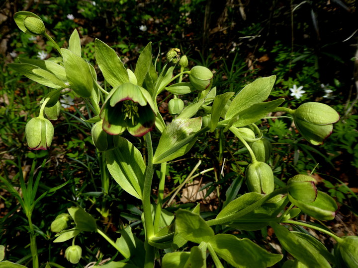 Helleborus foetidus