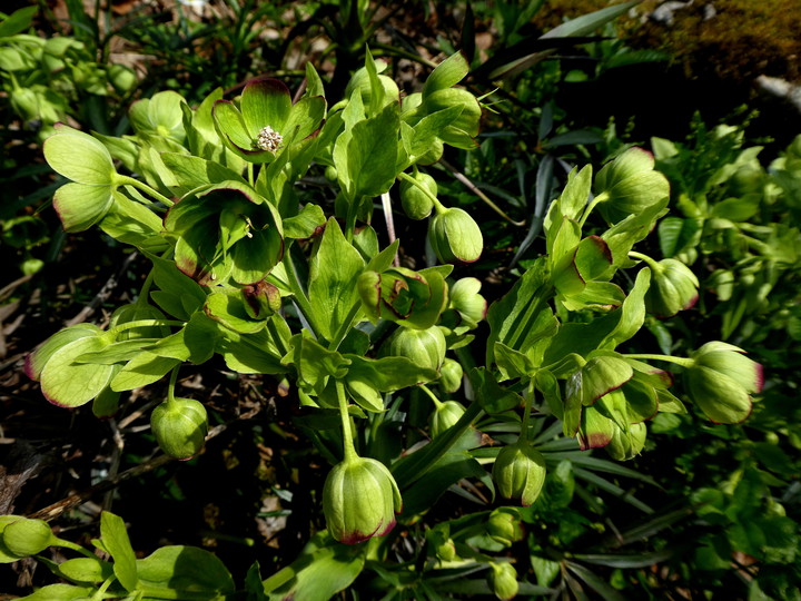 Helleborus foetidus