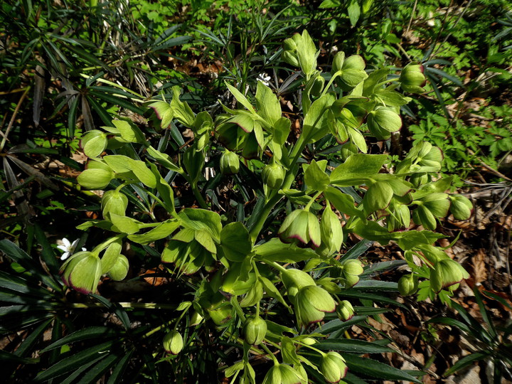 Helleborus foetidus