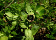 Helleborus foetidus