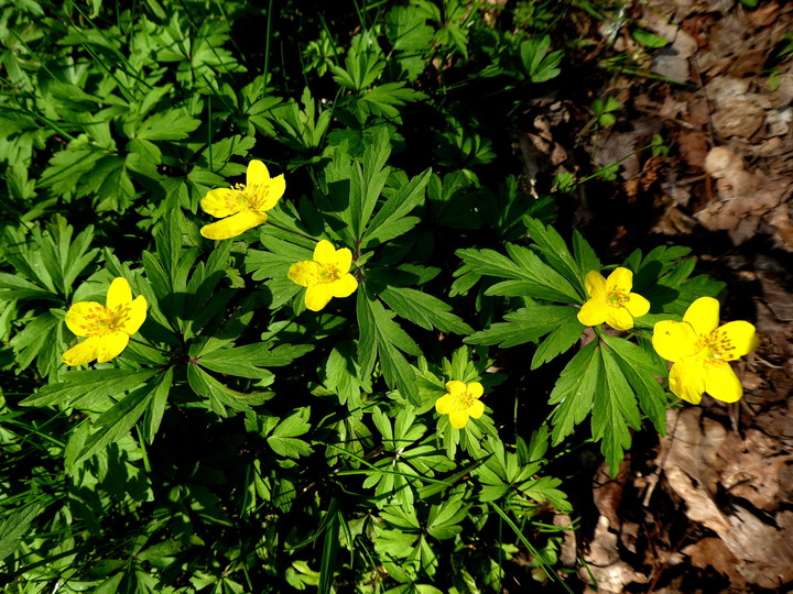 Anemone ranunculoides