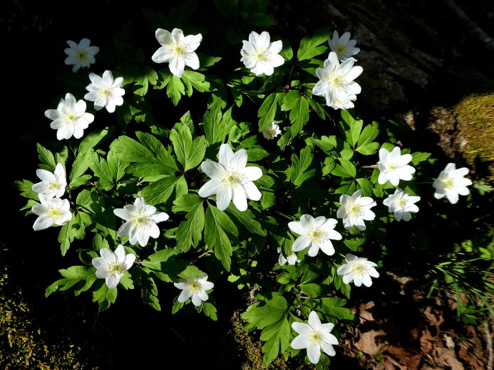 Anemone nemorosa