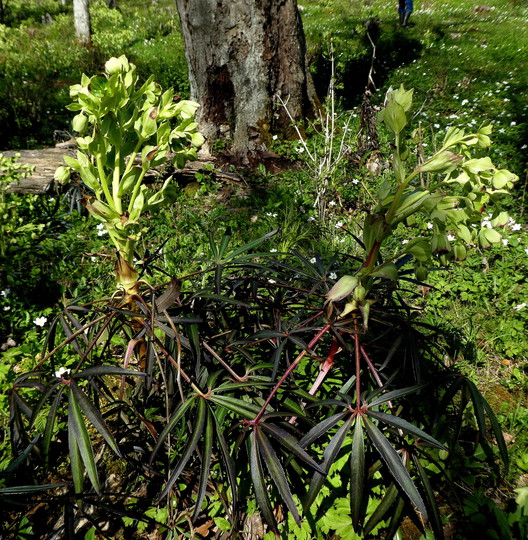 Helleborus foetidus