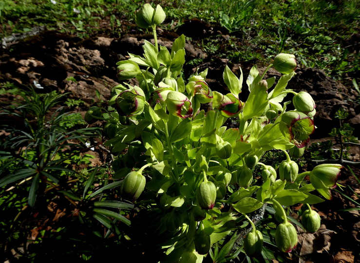 Helleborus foetidus