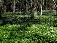 Anemone nemorosa